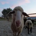Me Ra, Mrizi Zanave